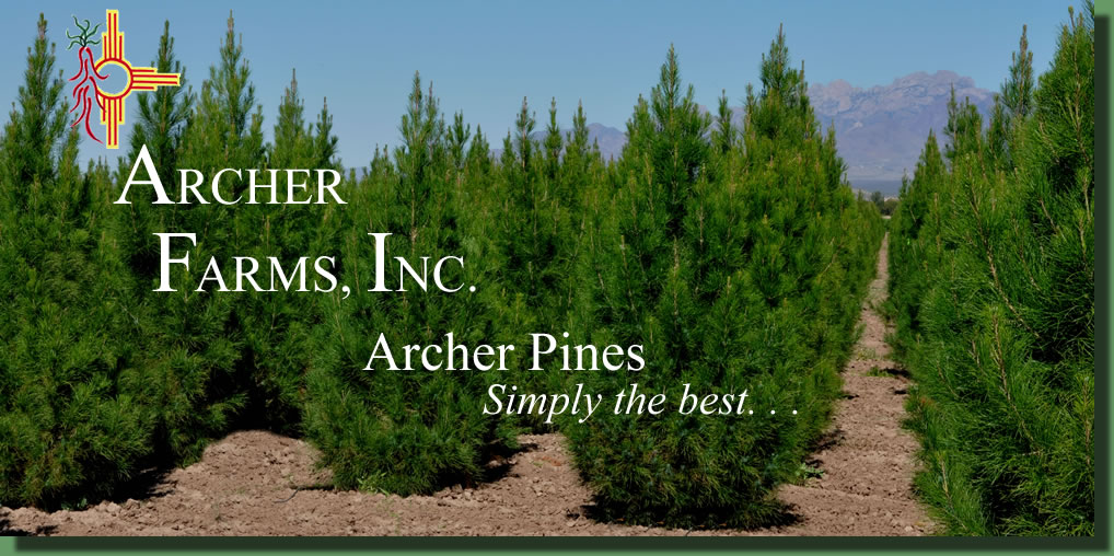 Archer Farms Eldarica Pine Farm